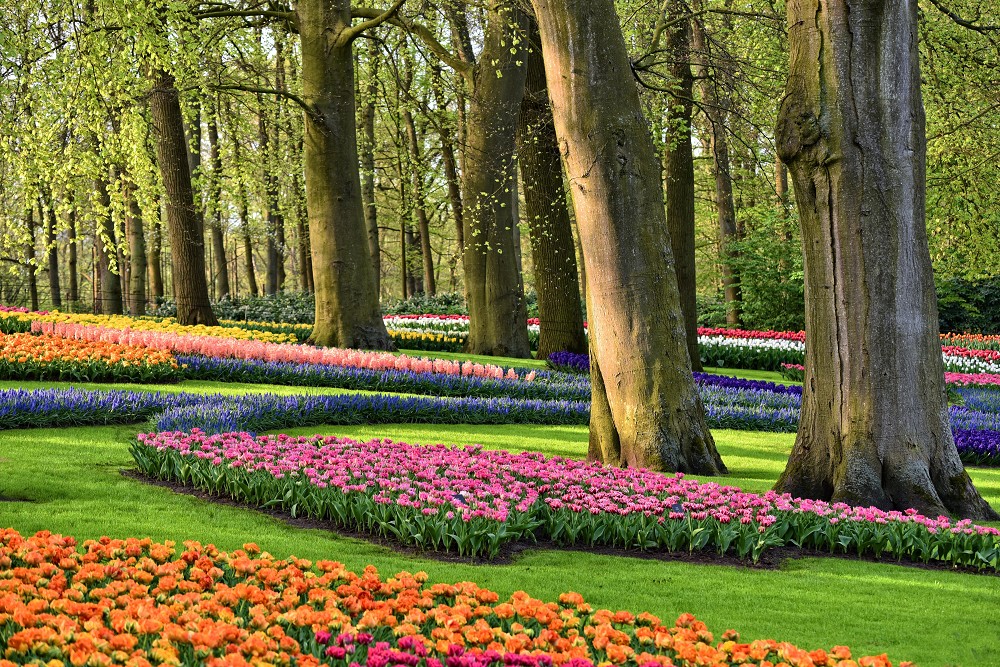 Stippvisite zur Tulpenblüte in Holland