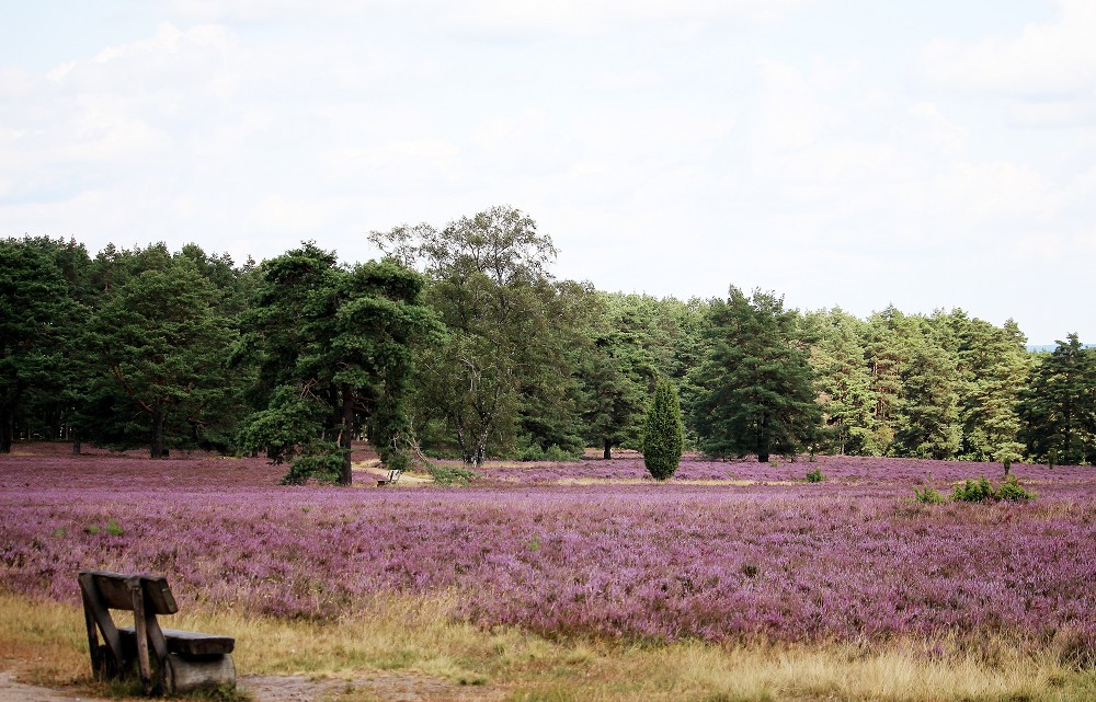 Lüneburger Heide